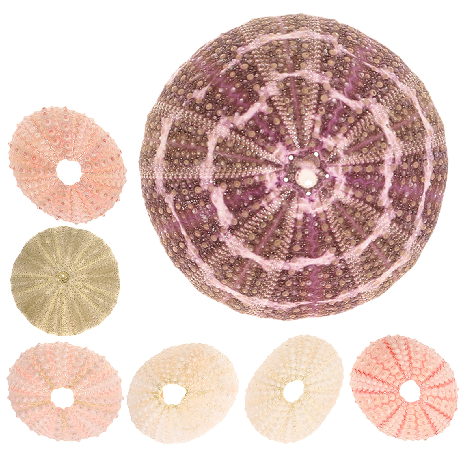Aquarium Plant Display - 7Pcs Sea Urchin Shells Decorative Air