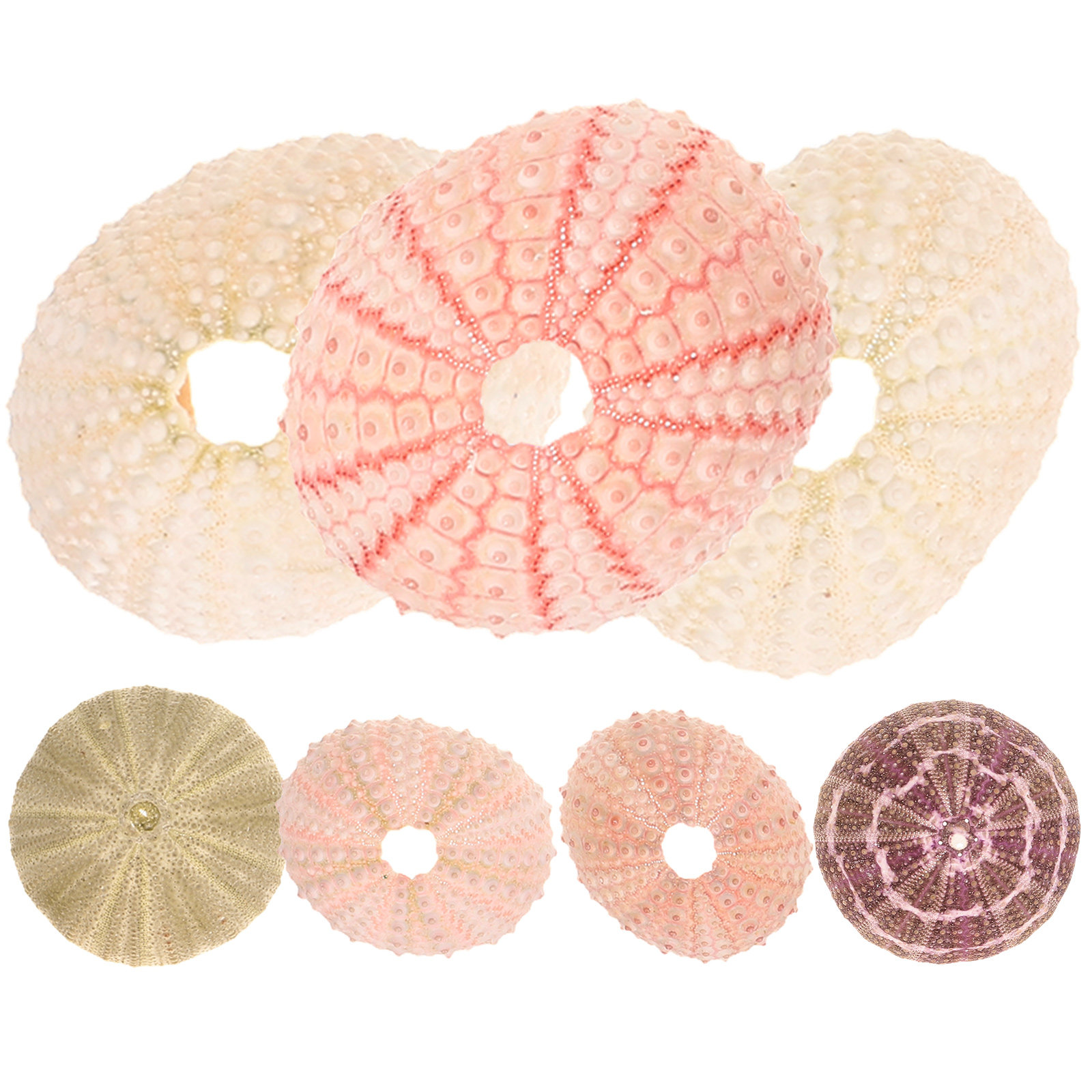 7Pcs Sea Urchin Shells Decorat - Aquarium Plant Display reseña y precio