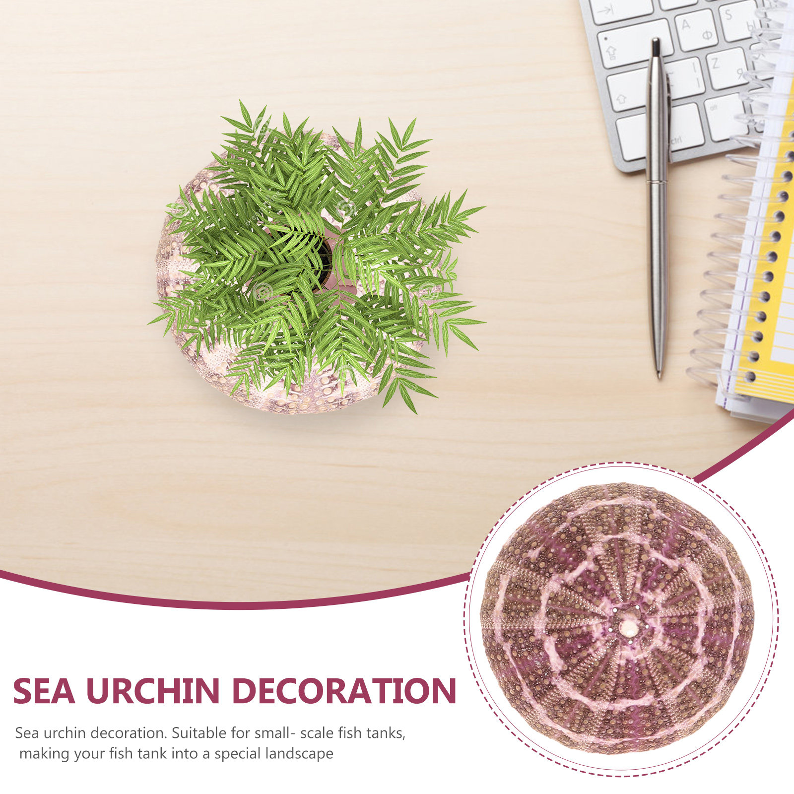 7Pcs Sea Urchin Shells Decorat - Aquarium Plant Display reseña y precio