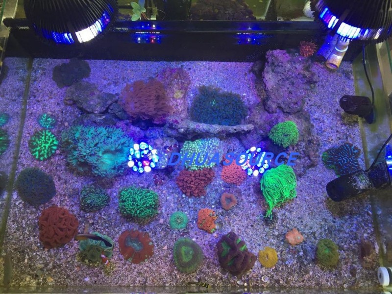 Full specturm LED Aquarium Ree - Aquarium Plant Display reseña y precio
