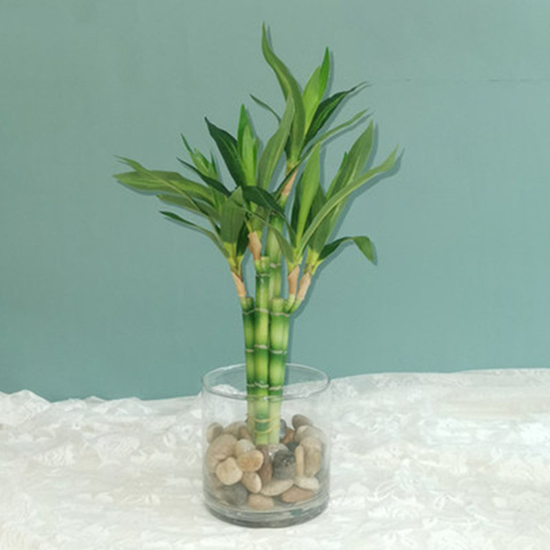 New 40cm rFtificial Lucky Bamb - Aquarium Plant Display reseña y precio