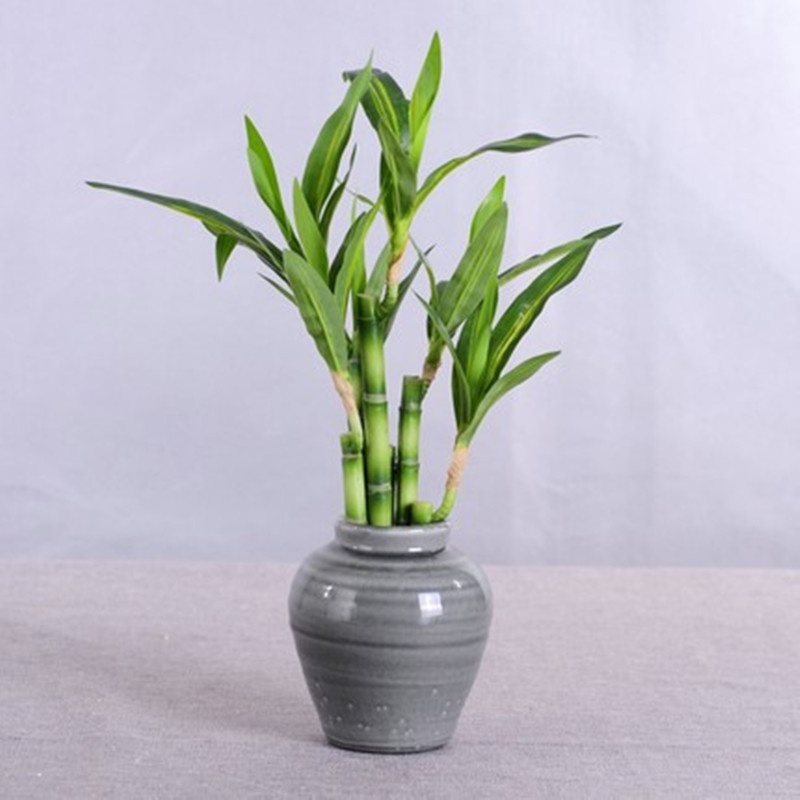 New 40cm rFtificial Lucky Bamb - Aquarium Plant Display reseña y precio
