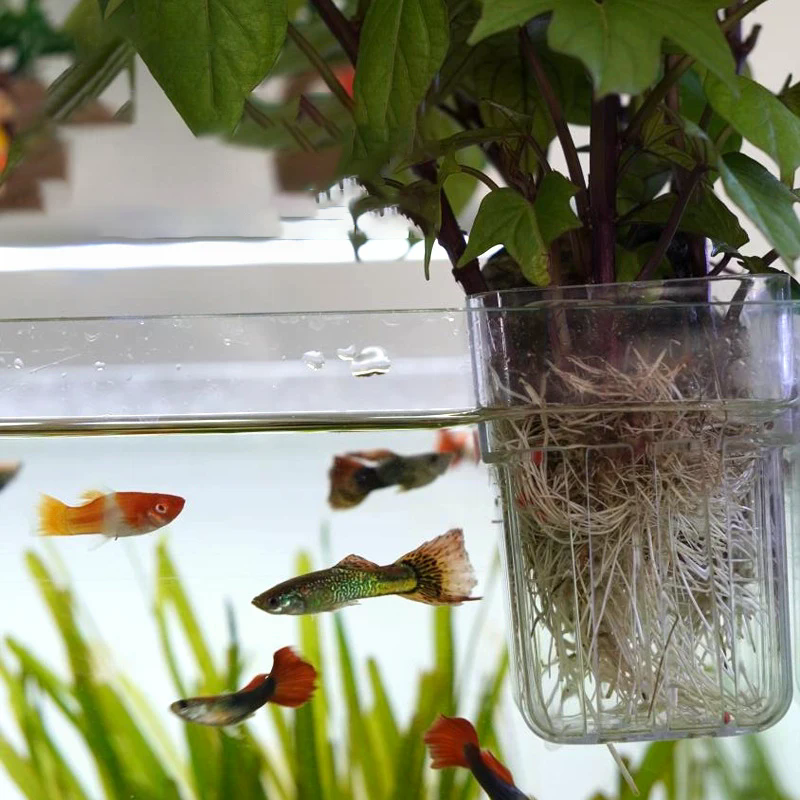Hydroponic Planting Cup Househ - Aquarium Plant Display reseña y precio