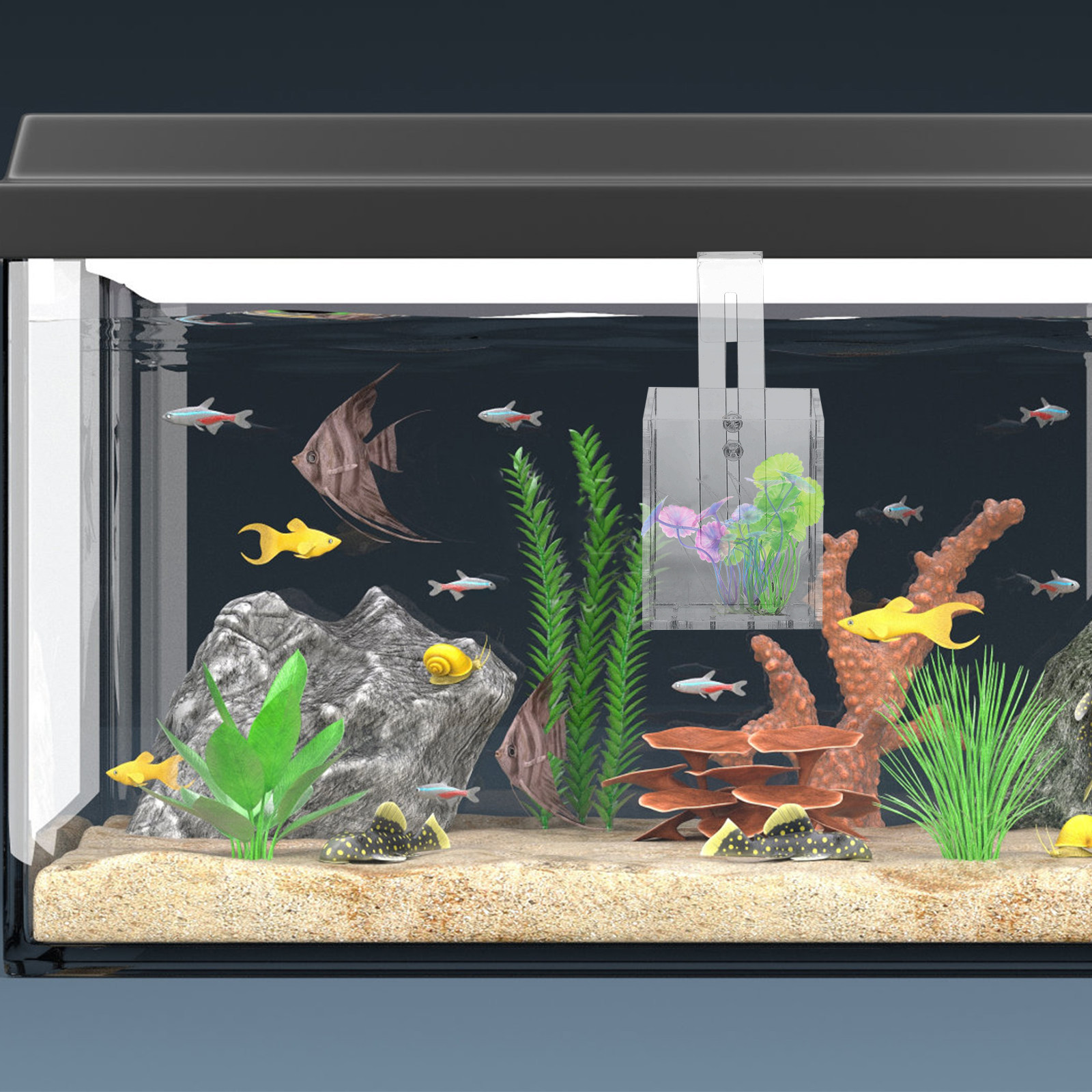 Transparent Water Plant Cup Du - Planted Aquarium Materials reseña y precio