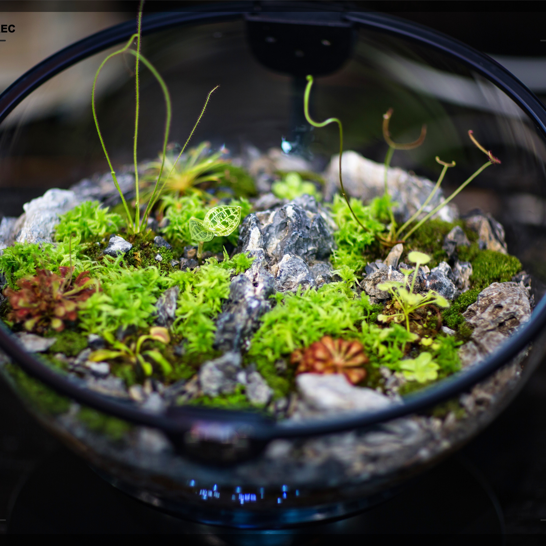 Hot Sales Acrylic Material  Ba - Planted Aquarium Materials reseña y precio