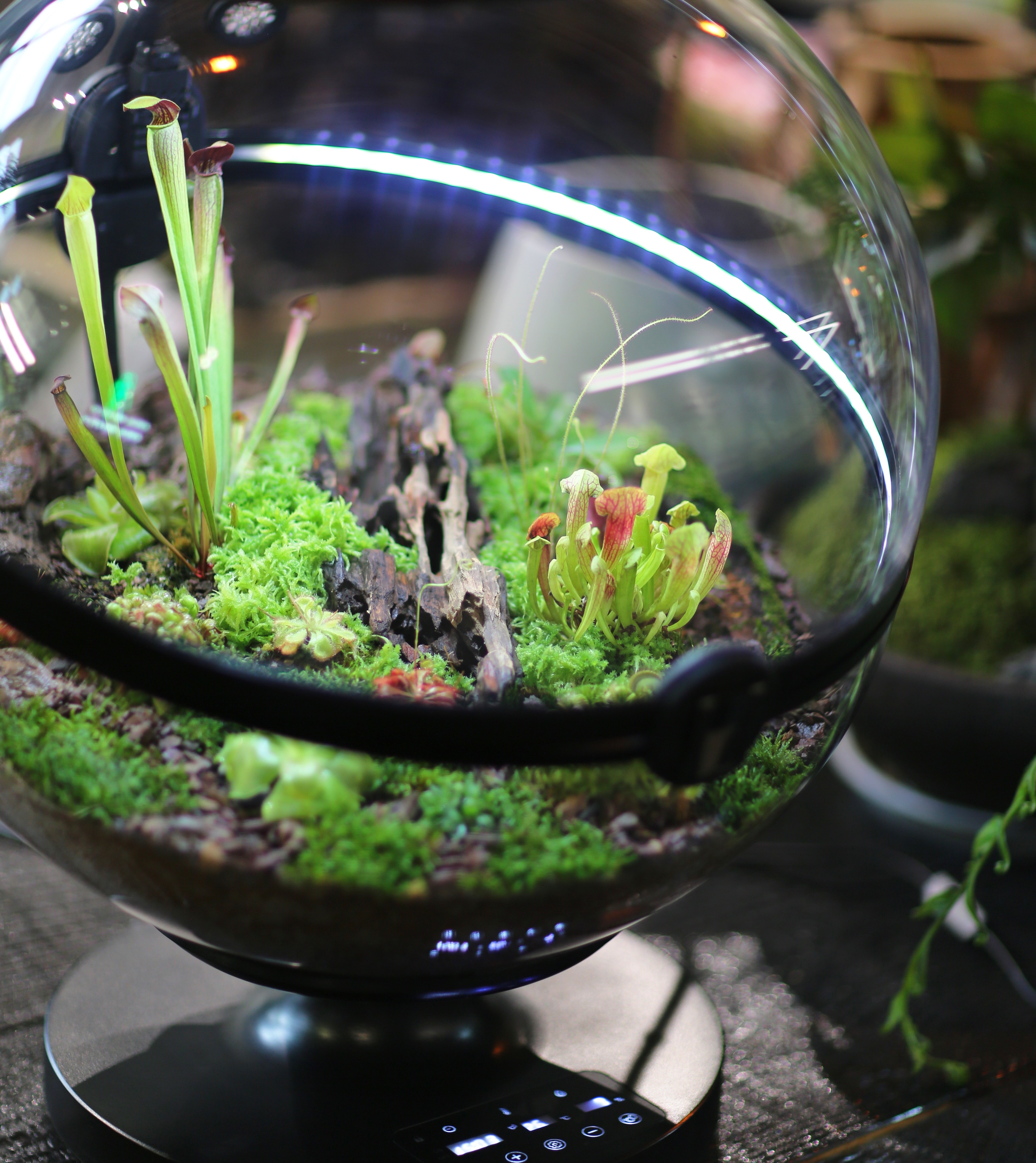 Hot Sales Acrylic Material  Ba - Planted Aquarium Materials reseña y precio
