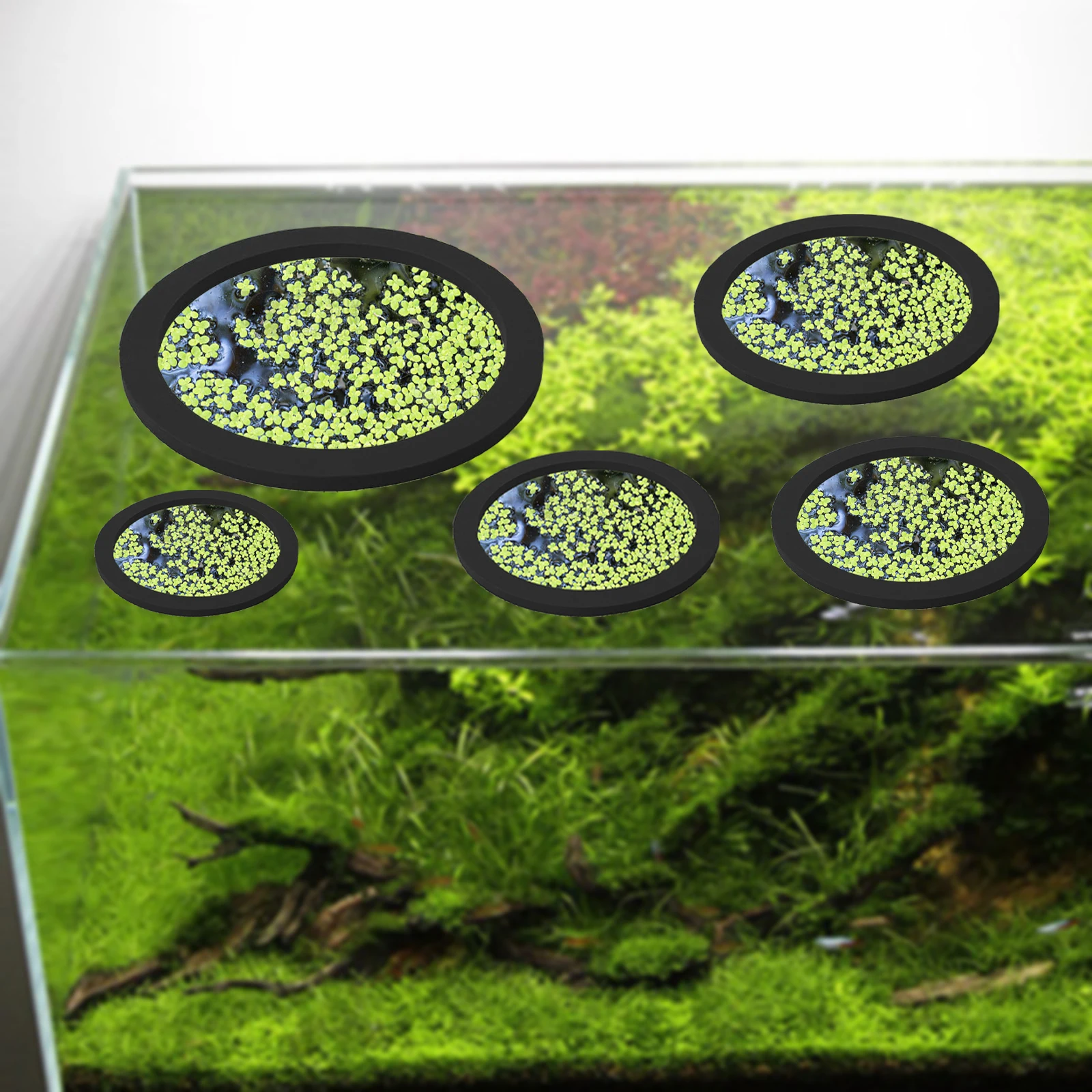 5Pcs EVA Fish Feeding Ring Aqu - Aquarium Planted Tank reseña y precio