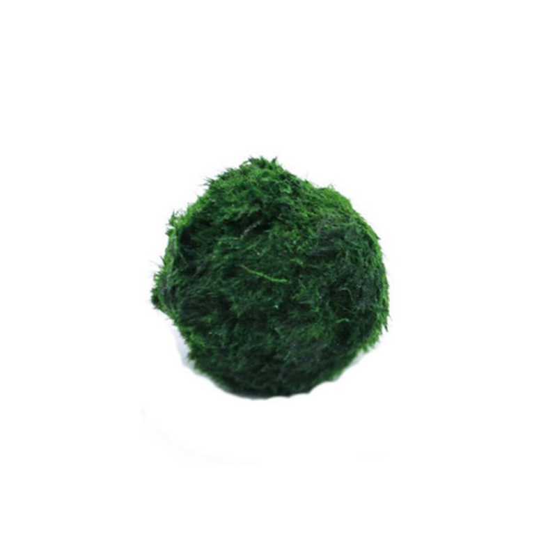Marimo Moss Balls Live Aquariu - Planted Aquarium Algae reseña y precio