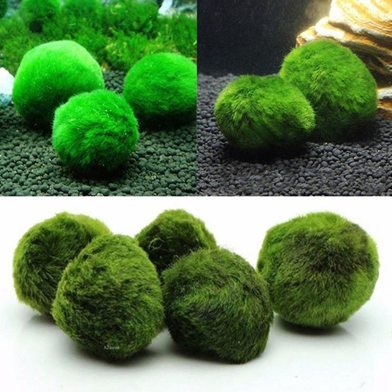 Marimo Moss Balls Live Aquariu - Planted Aquarium Algae reseña y precio