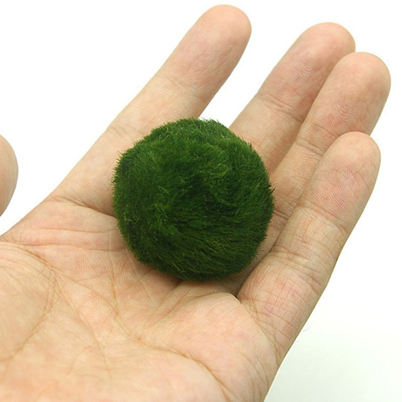 Marimo Moss Balls Live Aquariu - Planted Aquarium Algae reseña y precio