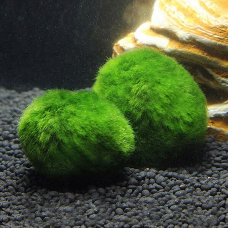 Marimo Moss Balls Live Aquariu - Planted Aquarium Algae reseña y precio