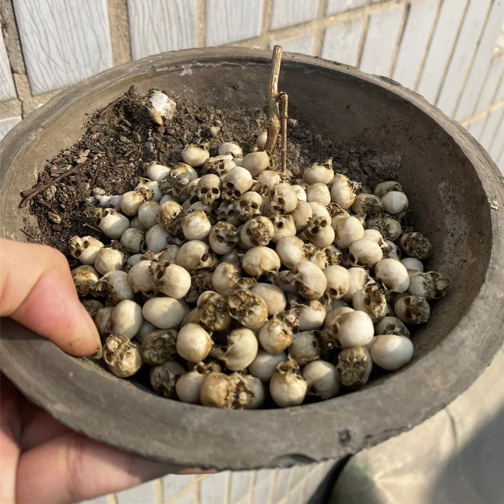 Mini Skull High Quality Miniat - Aquarium Plant Display reseña y precio
