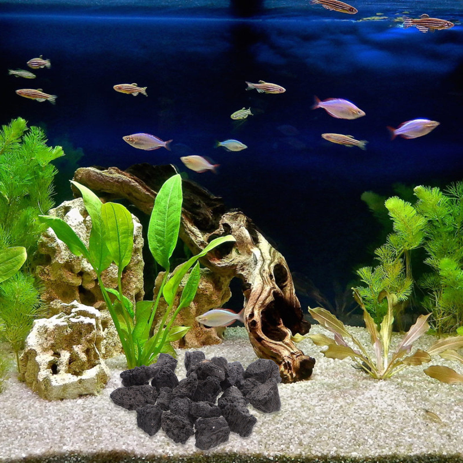 1Pack Volcanic Rocks Natural L - Aquarium Planted Tank reseña y precio