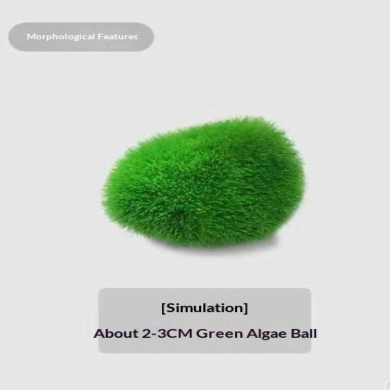 2Pcs Hydroponic Algae Balls Wa - Planted Aquarium Algae reseña y precio